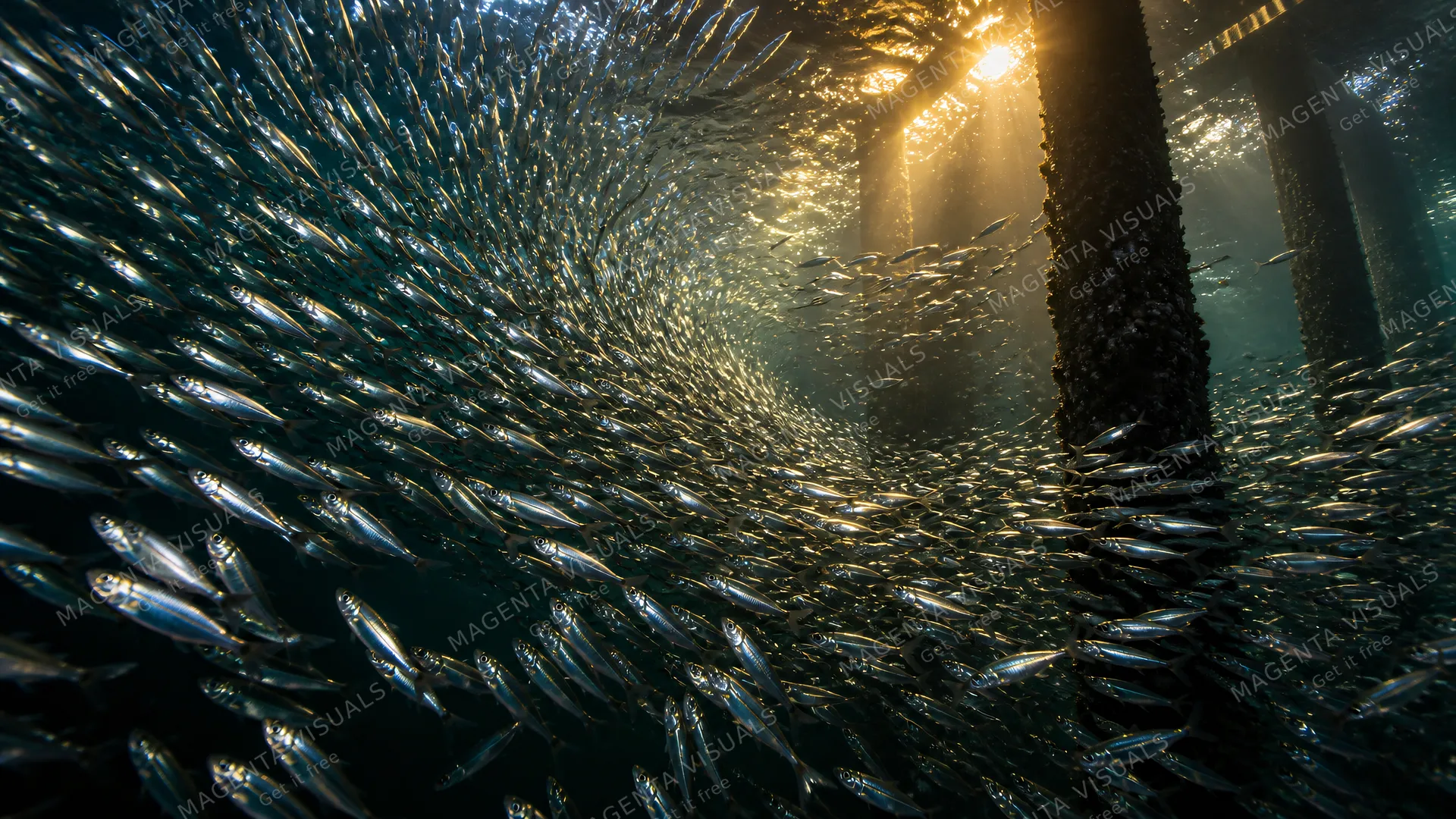 4K 16:9 widescreen desktop wallpaper, photoreal photograph of a tiny glittering river of anchovies around a night-pier light, in action.