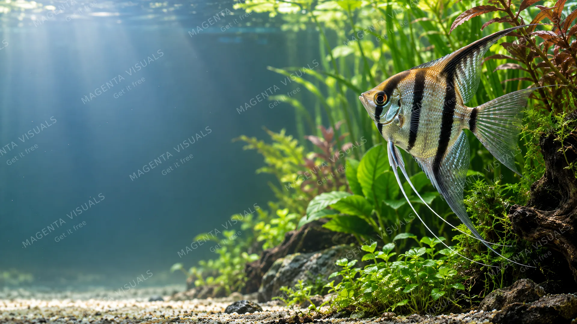 4K 16:9 widescreen desktop wallpaper, empty left space for desktop icons, a quiet still moment of home aquarium pet love featuring a living fish companion wonder-animal.