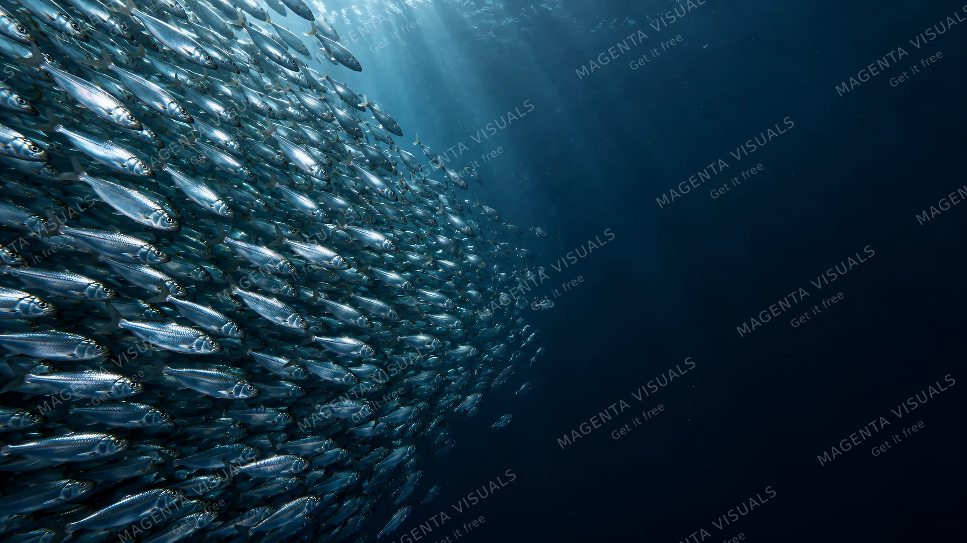 4K 16:9 widescreen desktop wallpaper, quiet still underwater scene featuring a dense herring curtain on the left, right half empty dark water, empty right.