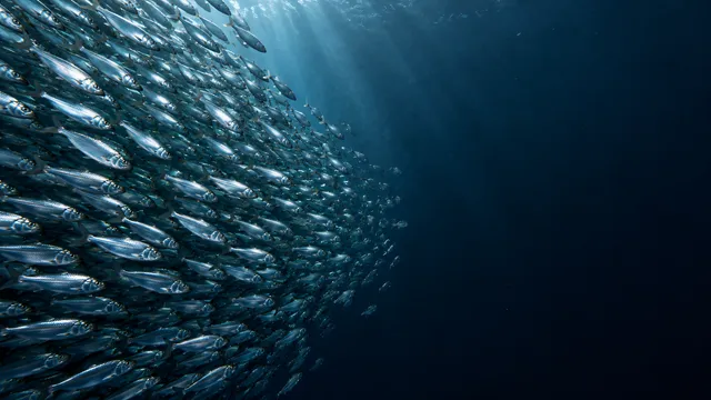 4K 16:9 widescreen desktop wallpaper, quiet still underwater scene featuring a dense herring curtain on the left, right half empty dark water, empty right.