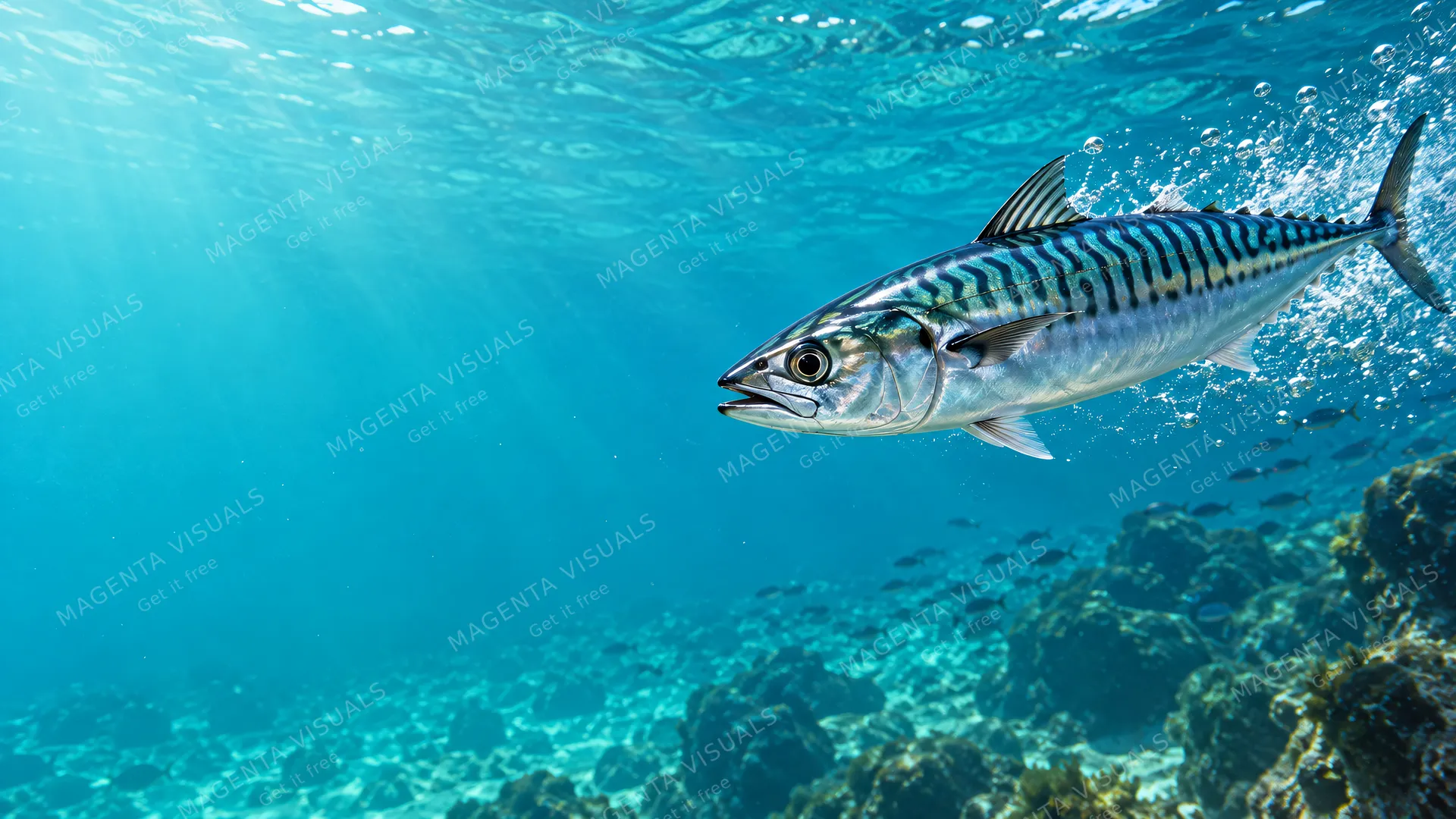 4K 16:9 widescreen desktop wallpaper featuring a living tiger-striped mackerel ripping past on the right in action.