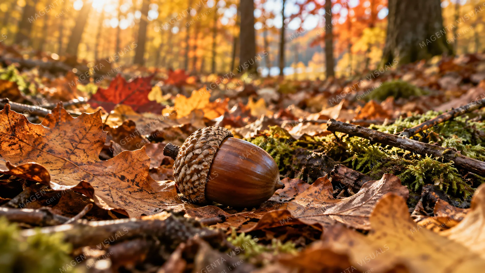 4K 16:9 photoreal photograph of a perfectly formed brown acorn resting on a thick layer of dry, crisp fallen oak leaves in a tranquil autumn forest.