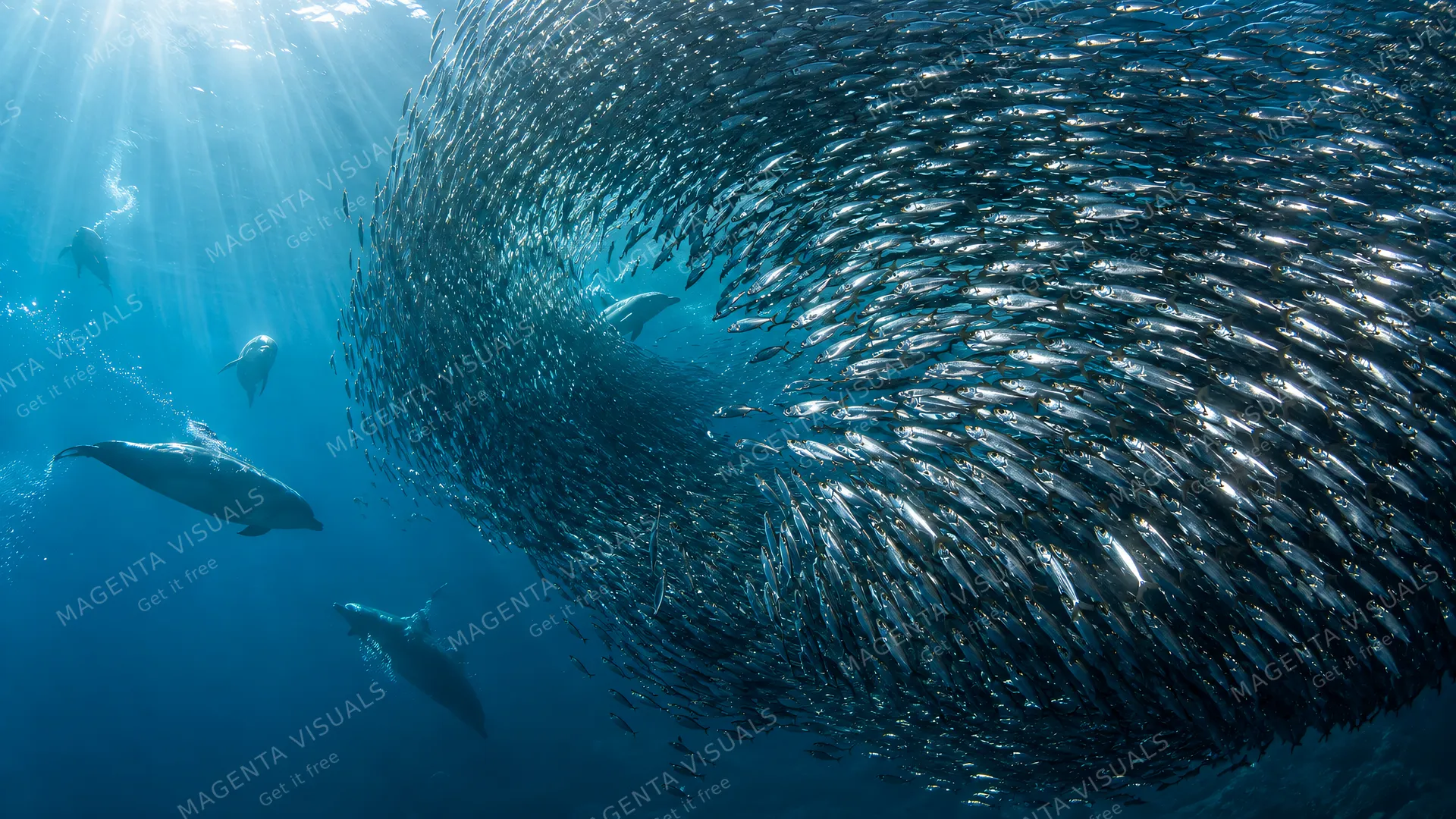 4K 16:9 widescreen desktop wallpaper, a photoreal photograph of a sardine in action, bait-ball helix, silver mosaic turning as one animal.