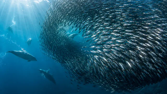 4K 16:9 widescreen desktop wallpaper, a photoreal photograph of a sardine in action, bait-ball helix, silver mosaic turning as one animal.