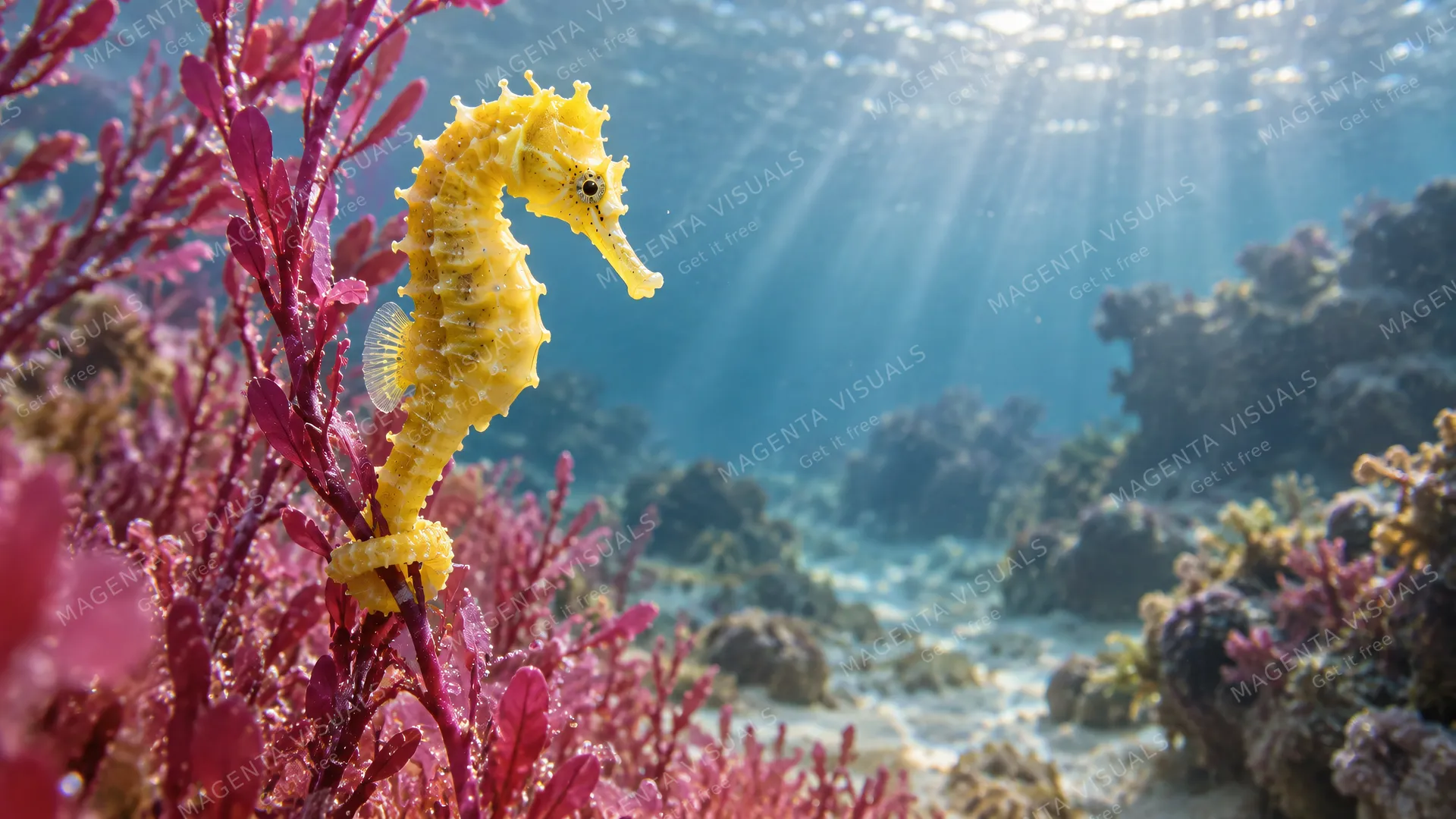 4K 16:9 widescreen desktop wallpaper featuring a sweet fish photo that makes you smile, a photoreal cute pet photo in a quiet still underwater environment, showcasing a bright yellow…