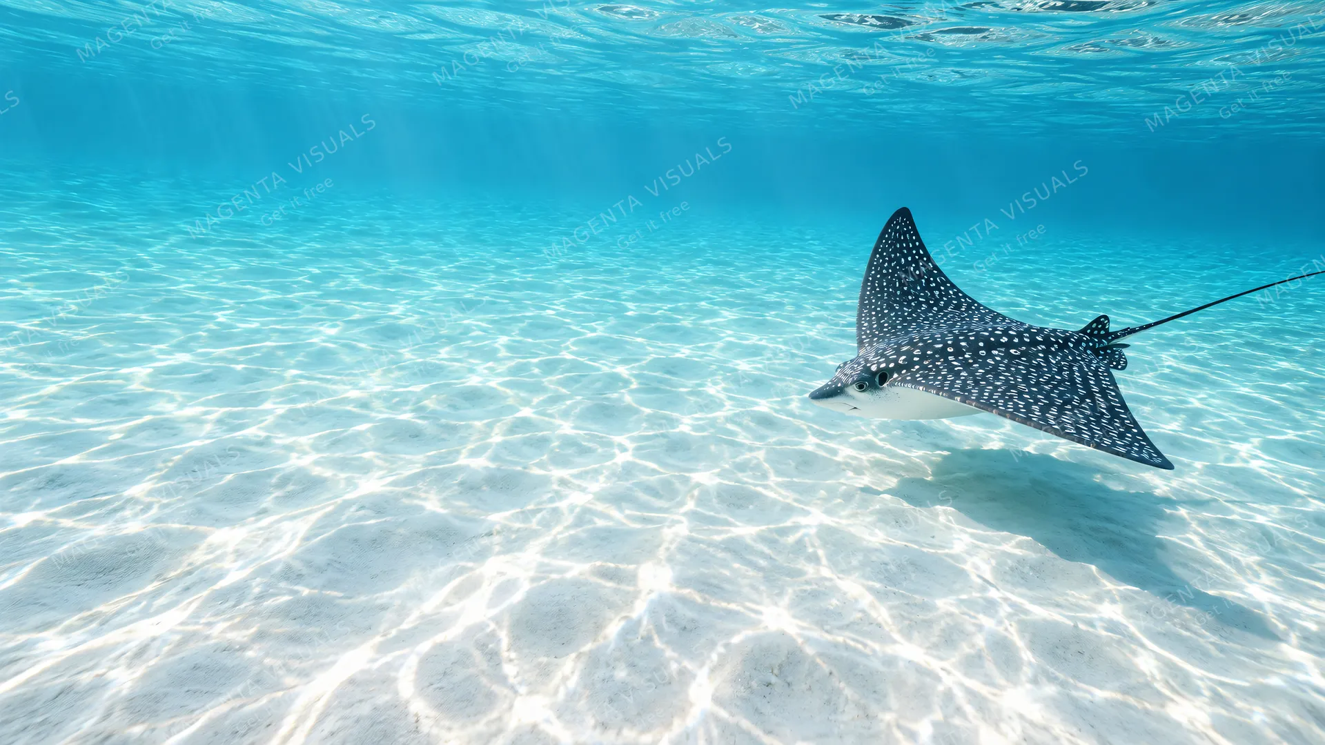 4K 16:9 widescreen desktop wallpaper of wild beauty, spotted ray gliding over white sand on the right, left empty shallows.