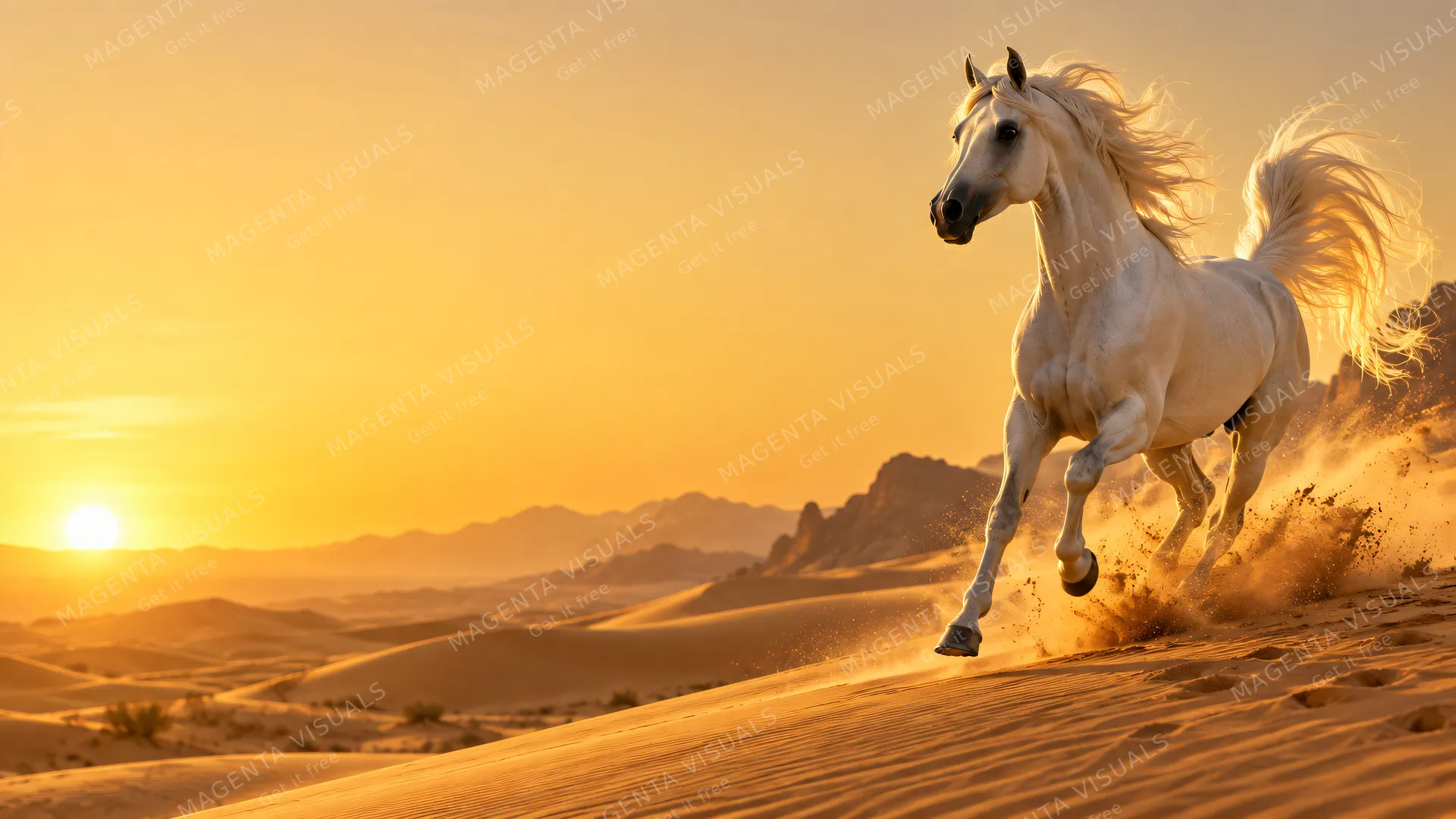4K 16:9 widescreen desktop wallpaper of a majestic Arabian horse in action, showcasing its distinctive dished face and flag tail during a liberty gallop on the right side of a sunlit…