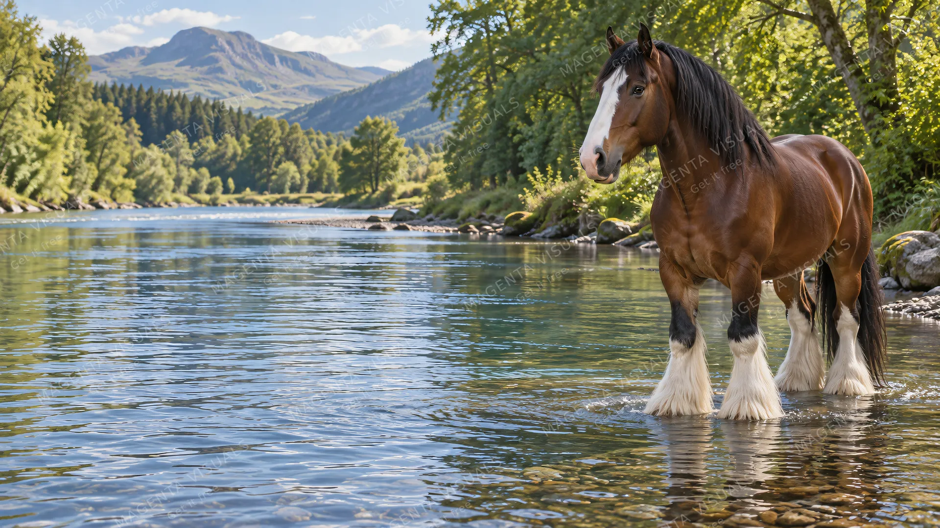 4K A quiet still 16:9 widescreen desktop wallpaper featuring a bay Clydesdale horse with white feathers standing in a river on the right side of the composition.