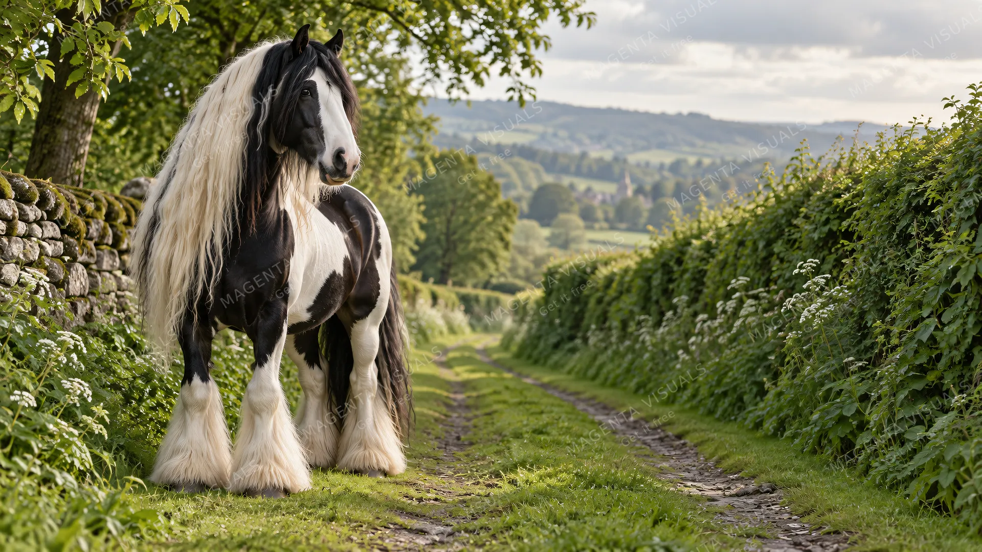 4K A gorgeous 16:9 widescreen desktop wallpaper of a Gypsy Vanner companion horse in a peaceful outdoor setting.