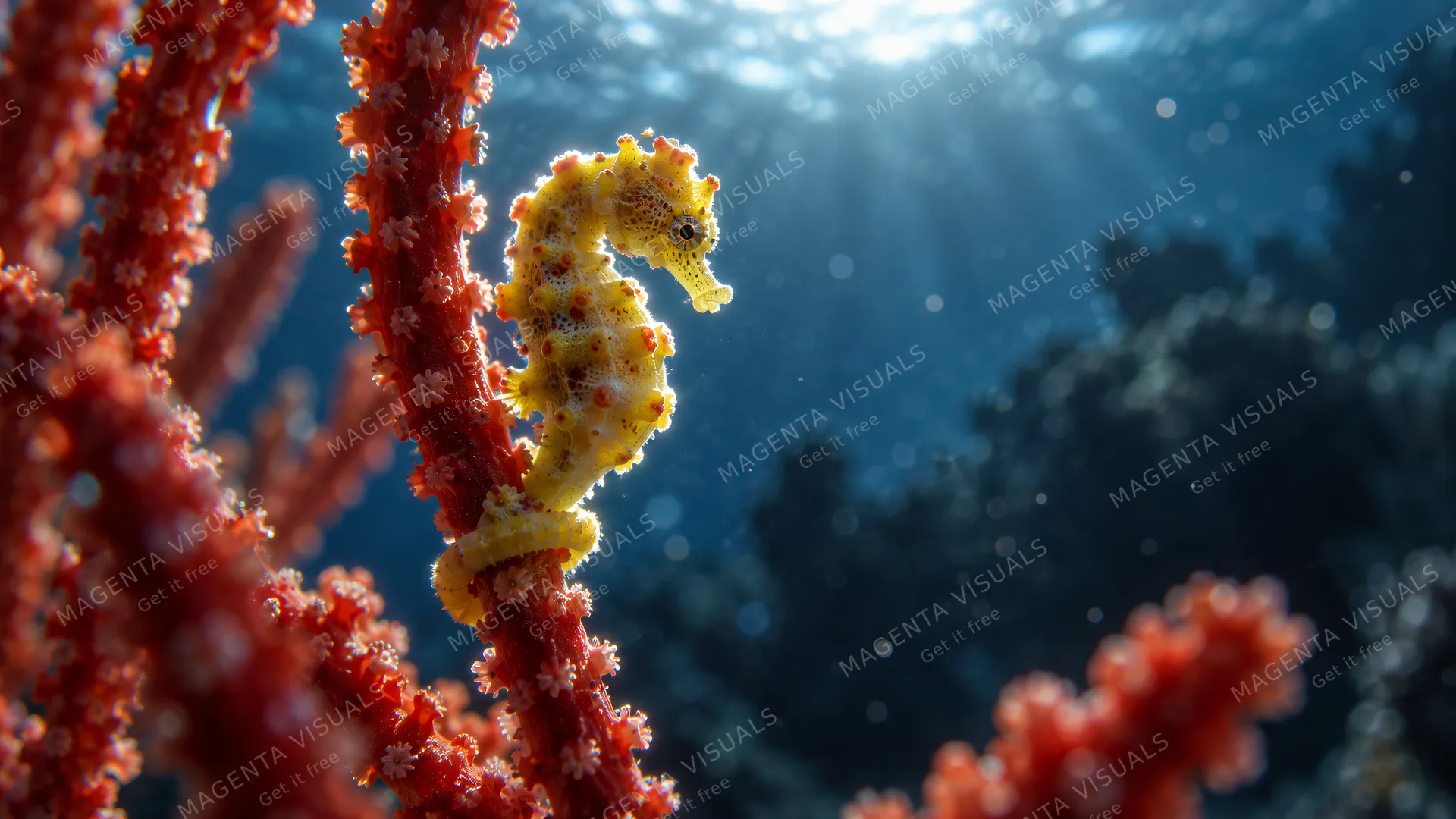 4K 16:9 widescreen cinematic photograph shot on RED Digital Cinema Camera, delicate macro underwater portrait of a yellow pygmy seahorse anchored by its tail to a scarlet gorgonian s…