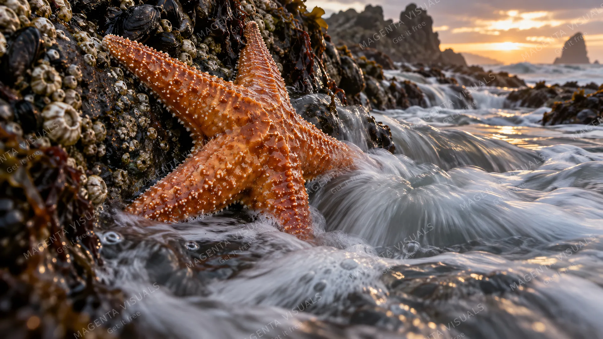 4K 16:9 widescreen cinematic photograph shot on RED Digital Cinema Camera, ground-level macro tidepool view of a bright orange-ochre sea star clinging to barnacle-crusted sea rocks,…