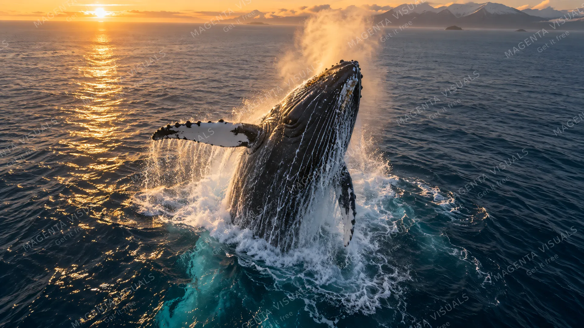 4K 16:9 widescreen cinematic aerial overhead drone photograph shot on RED Digital Cinema Camera tracking a colossal humpback whale breaching through a calm ocean surface.