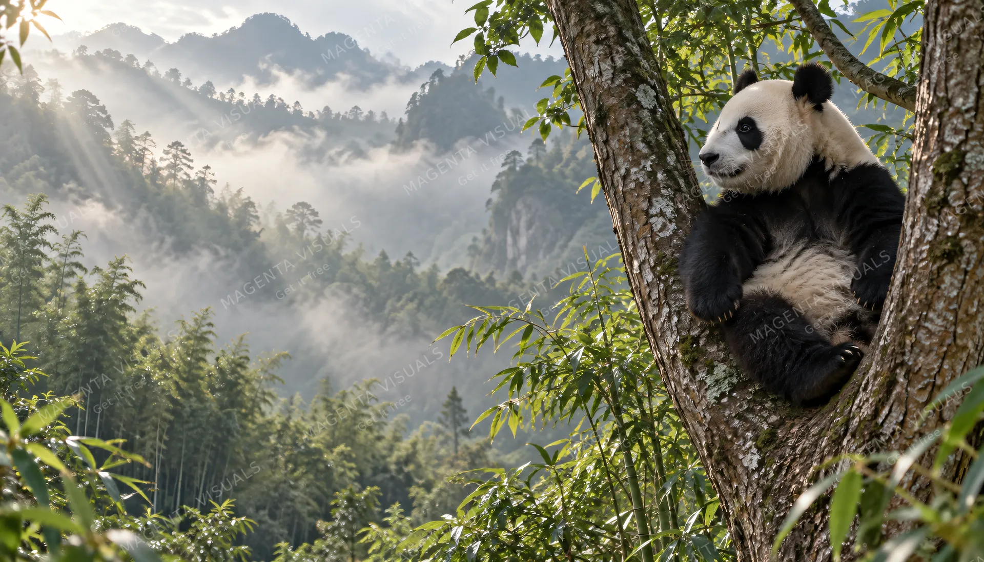 4K wallpaper of A photoreal wildlife 16:9 widescreen desktop wallpaper of Bei Bei the giant panda.