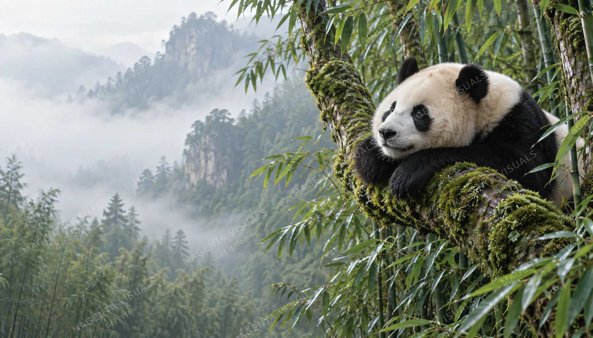 4K wallpaper of A classic 16:9 widescreen desktop wallpaper of photoreal wildlife featuring Fu Bao the famous giant panda.