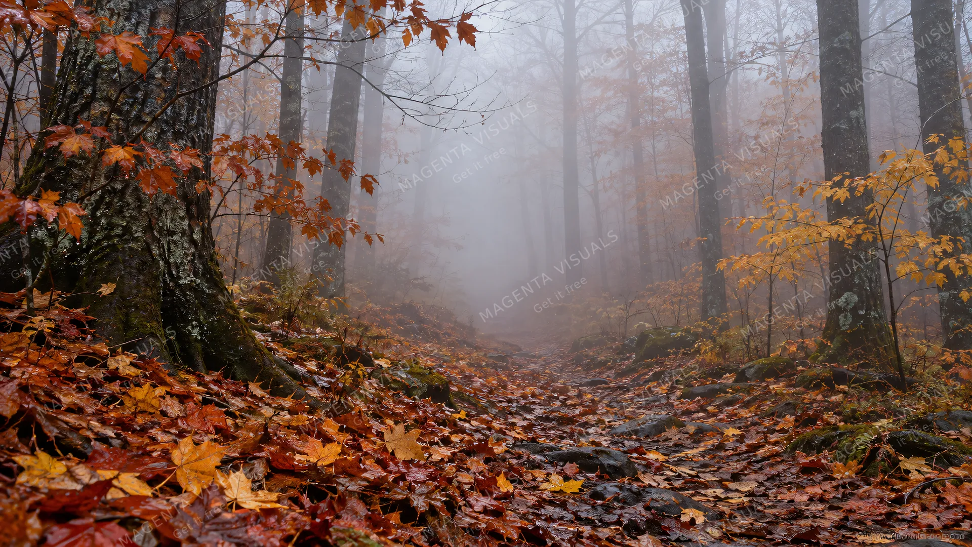 4K 16:9 photoreal photograph of thick early morning fog rolling through an old-growth autumn forest.