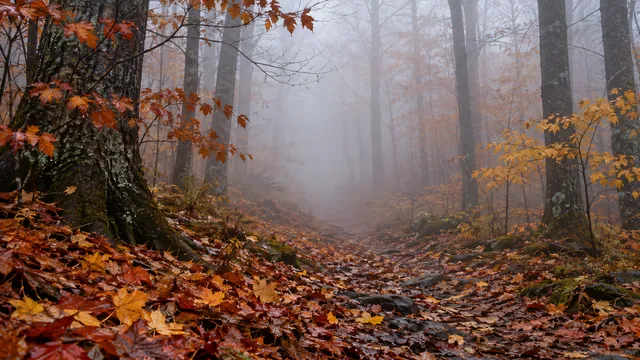 4K 16:9 photoreal photograph of thick early morning fog rolling through an old-growth autumn forest.