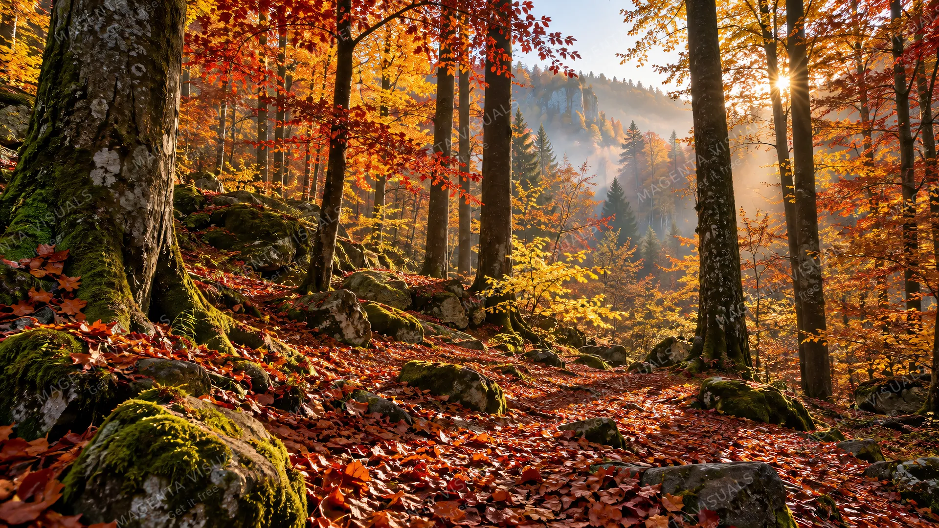 4K 16:9 widescreen photoreal photograph of a dense autumn forest, vibrant red and golden yellow leaves covering the forest floor, tall mature trees with natural sunlight filtering th…