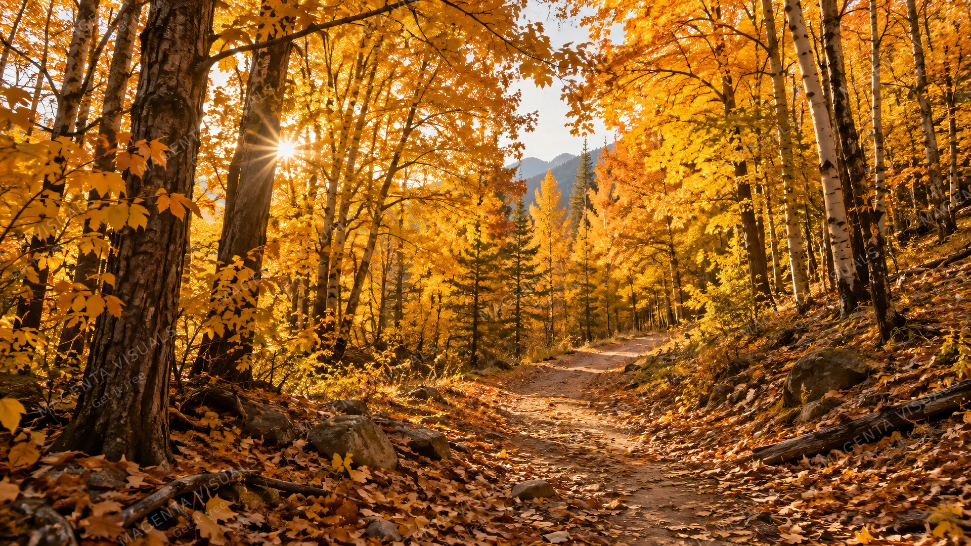 4K 16:9 photoreal photograph of a vibrant autumn season landscape featuring a dense grove of magnificent golden trees.