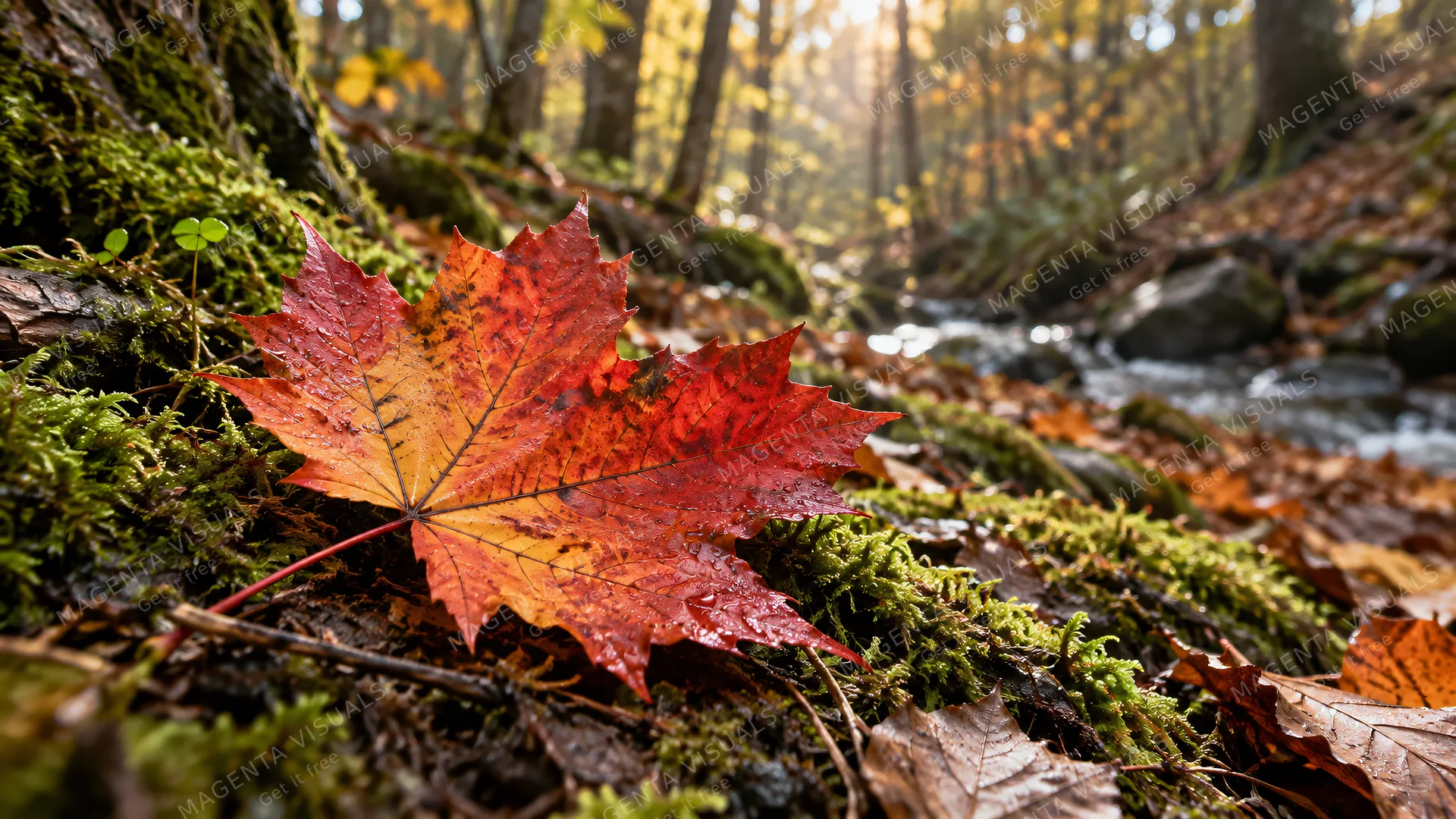 4K 16:9 photoreal photograph of a vibrant red and orange maple leaf resting on a mossy forest floor during the autumn season.