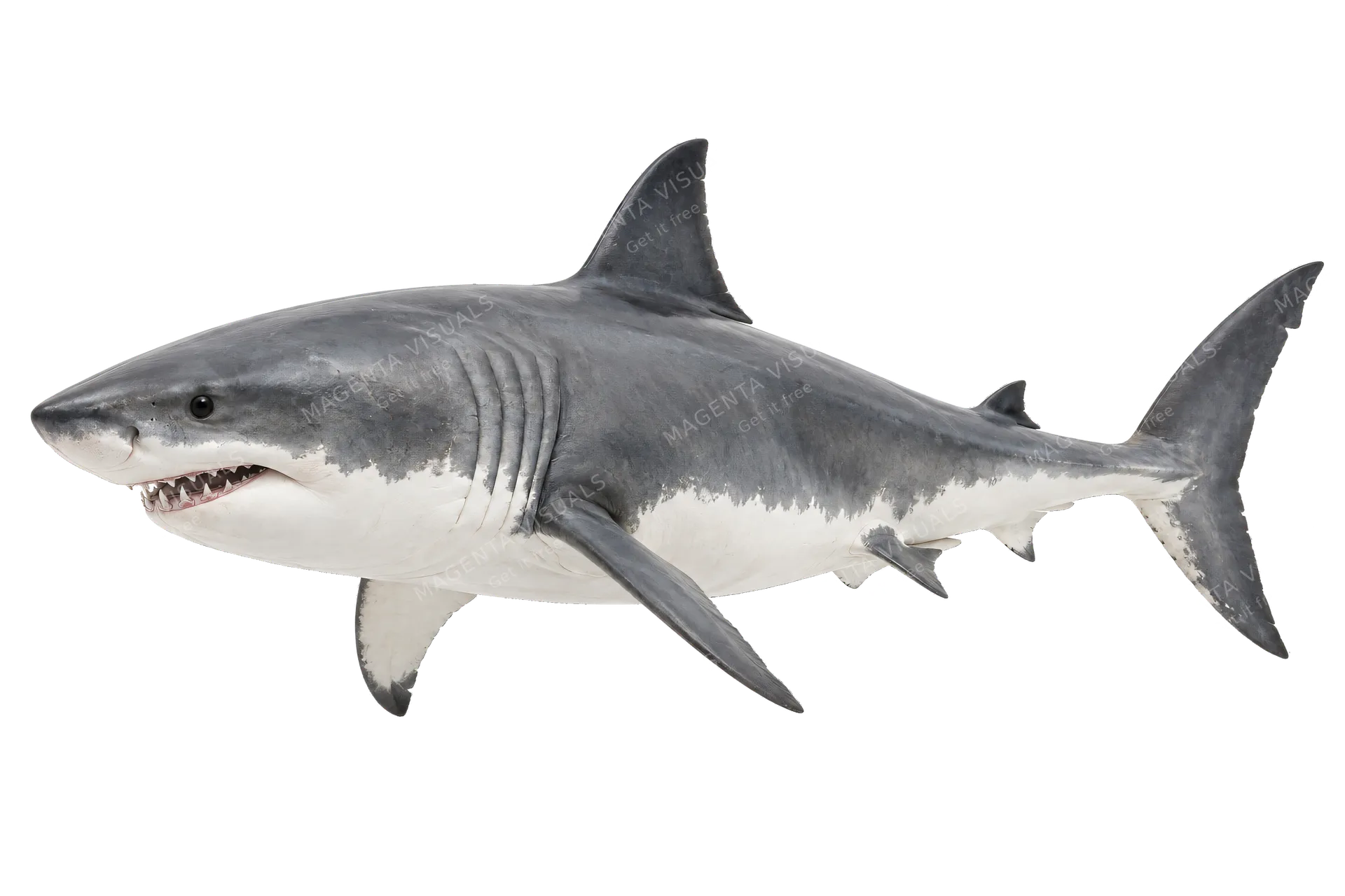 4K transparent cutout of product photography of a single shark, isolated object, entire animal visible, centered in frame, standing naturally, pure white background, seamless white backdrop, high key stud…