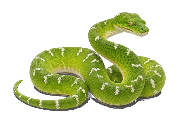 4K transparent cutout of product photography of a single adult green tree python, isolated object, entire animal visible, centered in frame, standing naturally, pure white background, seamless white backd…