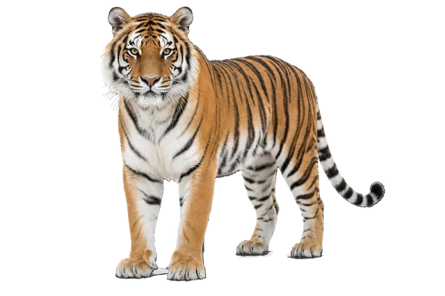 4K transparent cutout of product photography of a single tiger, isolated object, entire animal visible, centered in frame, standing naturally, pure white background, seamless white backdrop, high key stud…