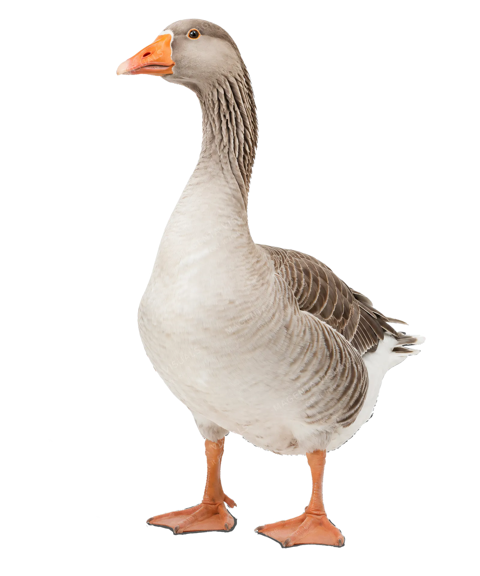 4K transparent cutout of product photography of a single seagull, isolated object, entire subject visible, centered in frame, standing naturally, pure white background, seamless white backdrop, high key s…