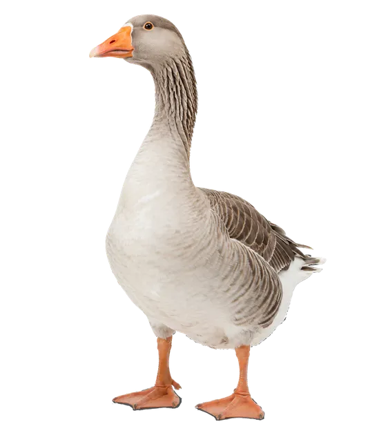 4K transparent cutout of product photography of a single seagull, isolated object, entire subject visible, centered in frame, standing naturally, pure white background, seamless white backdrop, high key s…