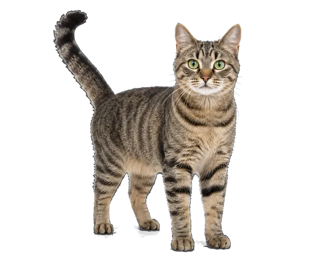 4K transparent cutout of product photography of a single domestic shorthair cat, tabby pattern coat with green eyes and long tail, isolated object, entire animal visible, centered in frame, standing natur…