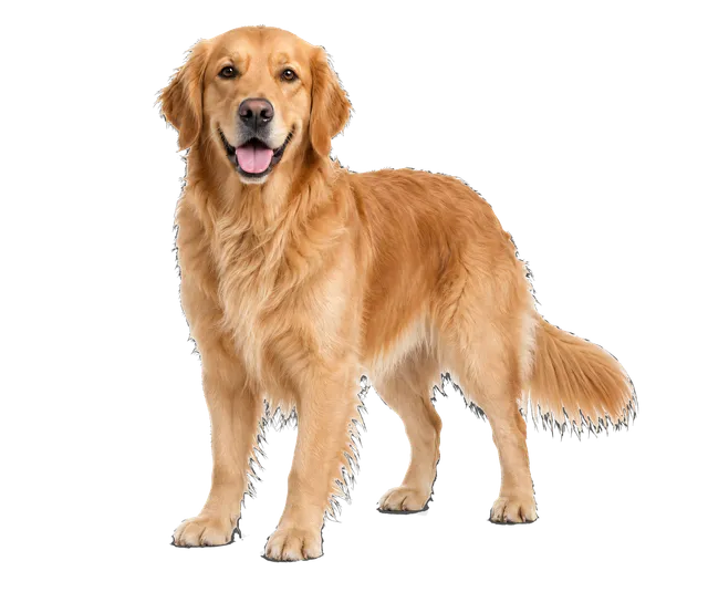 4K transparent cutout of product photography of a single dog, isolated object, entire animal visible, centered in frame, standing naturally, pure white background, seamless white backdrop, high key studio…