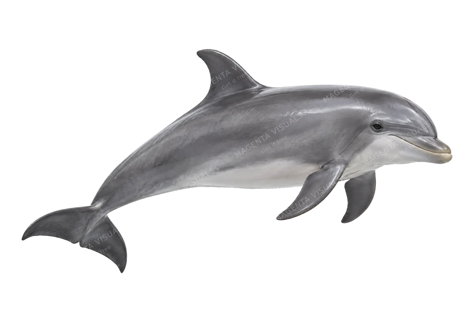 4K transparent cutout of product photography of a single sleek grey bottlenose dolphin, isolated object, entire animal visible, centered in frame, standing naturally, pure white background, seamless white…