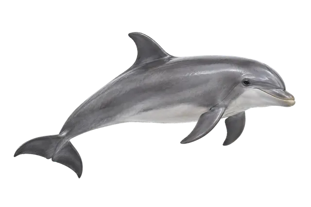 4K transparent cutout of product photography of a single sleek grey bottlenose dolphin, isolated object, entire animal visible, centered in frame, standing naturally, pure white background, seamless white…