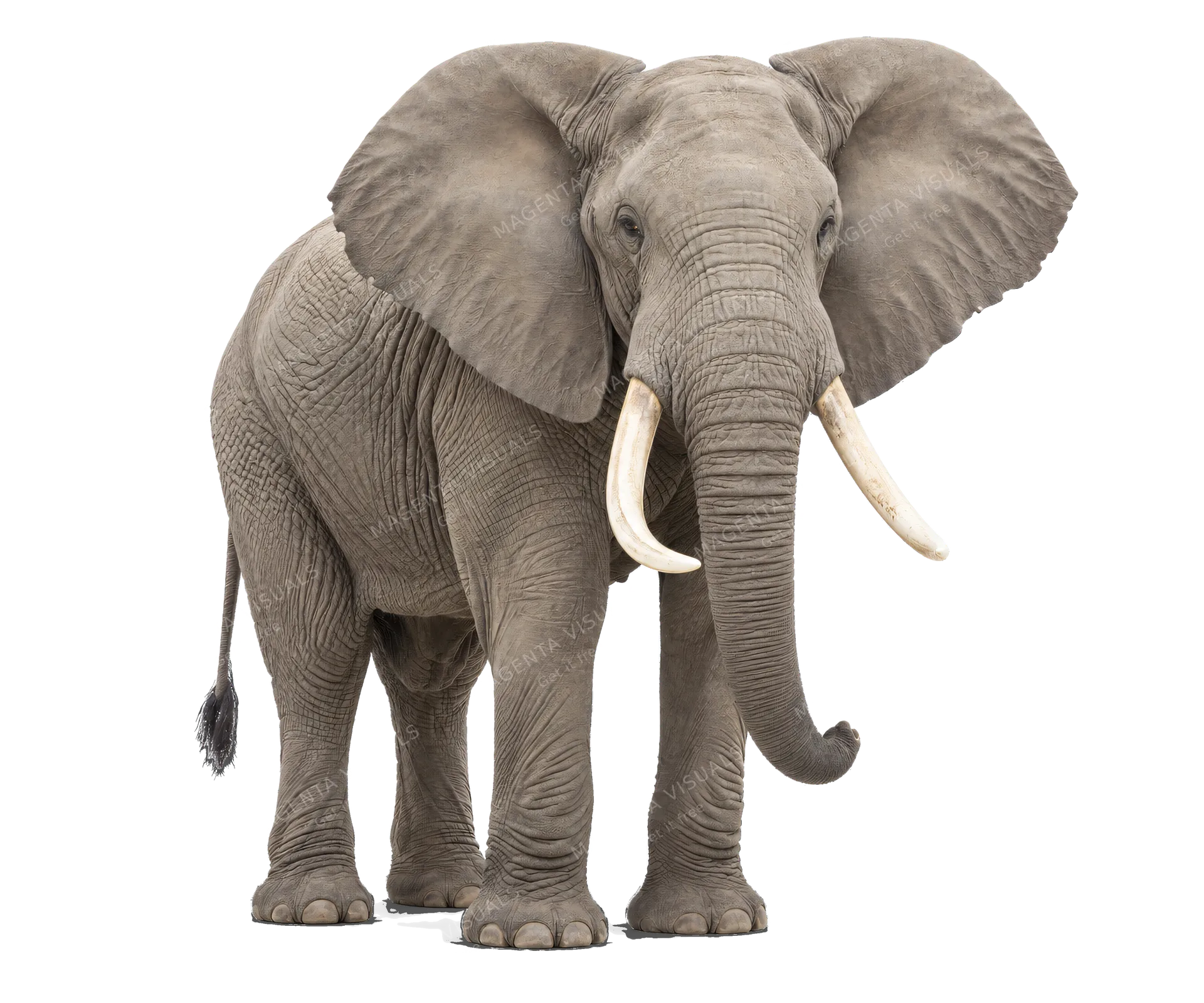 4K transparent cutout of product photography of a single adult elephant with large ears and curved tusks, grey wrinkled skin, isolated object, entire animal visible, centered in frame, standing naturally,…