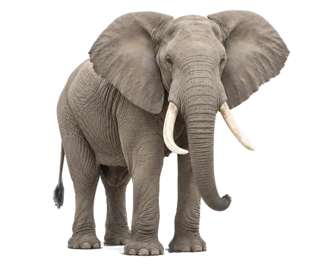 4K transparent cutout of product photography of a single adult elephant with large ears and curved tusks, grey wrinkled skin, isolated object, entire animal visible, centered in frame, standing naturally,…