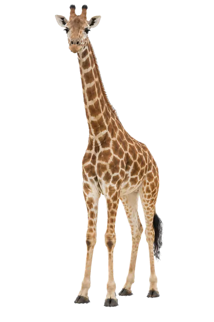 4K transparent cutout of product photography of a single adult giraffe with distinct brown patches separated by light lines, long neck and legs, and ossicones on head, isolated object, entire animal visib…