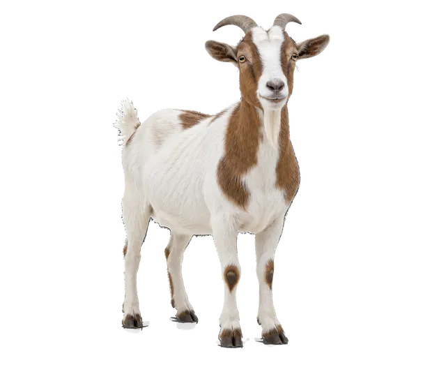 4K transparent cutout of product photography of a single goat, isolated object, entire animal visible, centered in frame, standing naturally, pure white background, seamless white backdrop, high key studi…