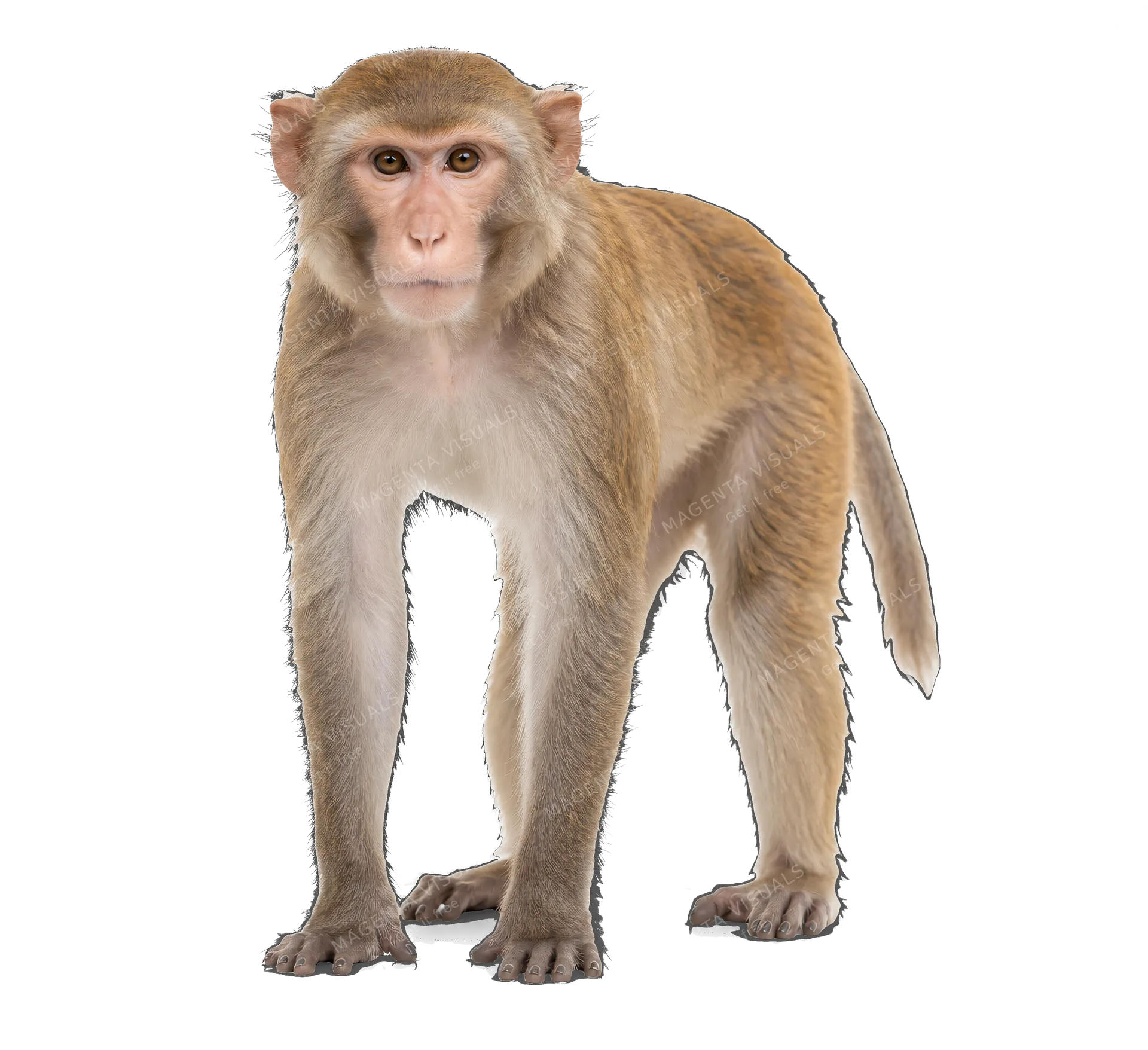 4K transparent cutout of product photography of a single monkey, isolated object, entire animal visible, centered in frame, standing naturally, pure white background, seamless white backdrop, high key stu…