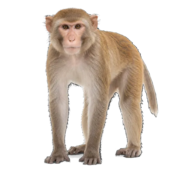 4K transparent cutout of product photography of a single monkey, isolated object, entire animal visible, centered in frame, standing naturally, pure white background, seamless white backdrop, high key stu…