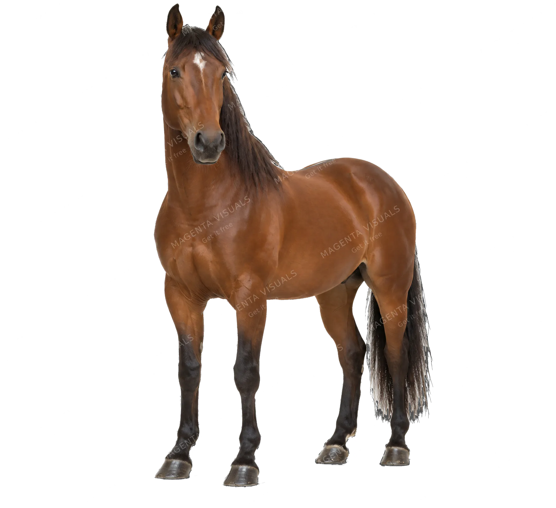4K transparent cutout of product photography of a single majestic brown horse, isolated object, entire animal visible, centered in frame, standing naturally, pure white background, seamless white backdrop…