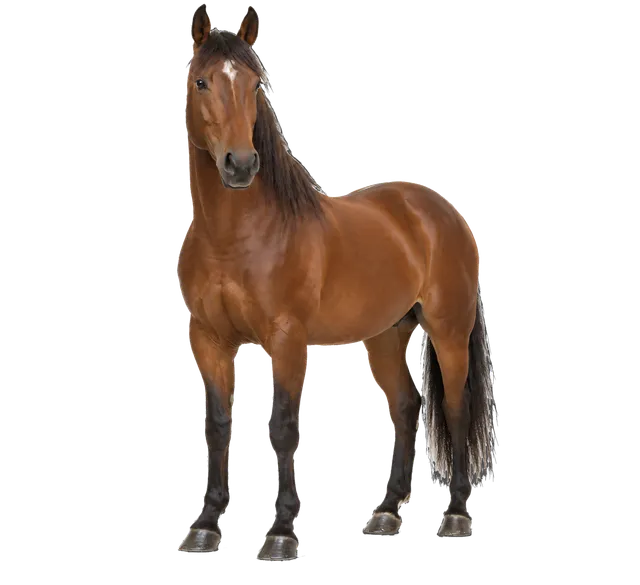 4K transparent cutout of product photography of a single majestic brown horse, isolated object, entire animal visible, centered in frame, standing naturally, pure white background, seamless white backdrop…
