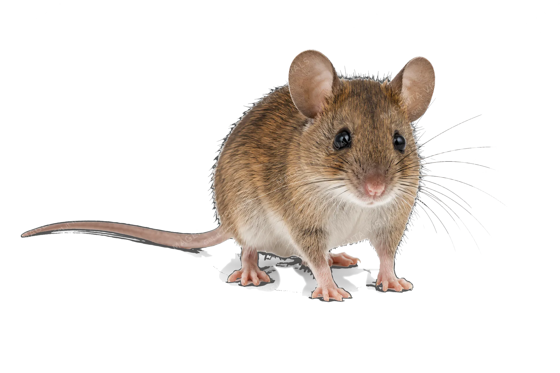 4K transparent cutout of product photography of a single house mouse with detailed brown fur and delicate whiskers, isolated object, entire animal visible, centered in frame, standing naturally, pure whit…