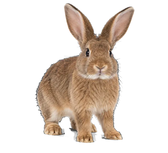 4K transparent cutout of product photography of a single fluffy brown domestic rabbit with long ears, isolated object, entire animal visible, centered in frame, standing naturally, pure white background,…