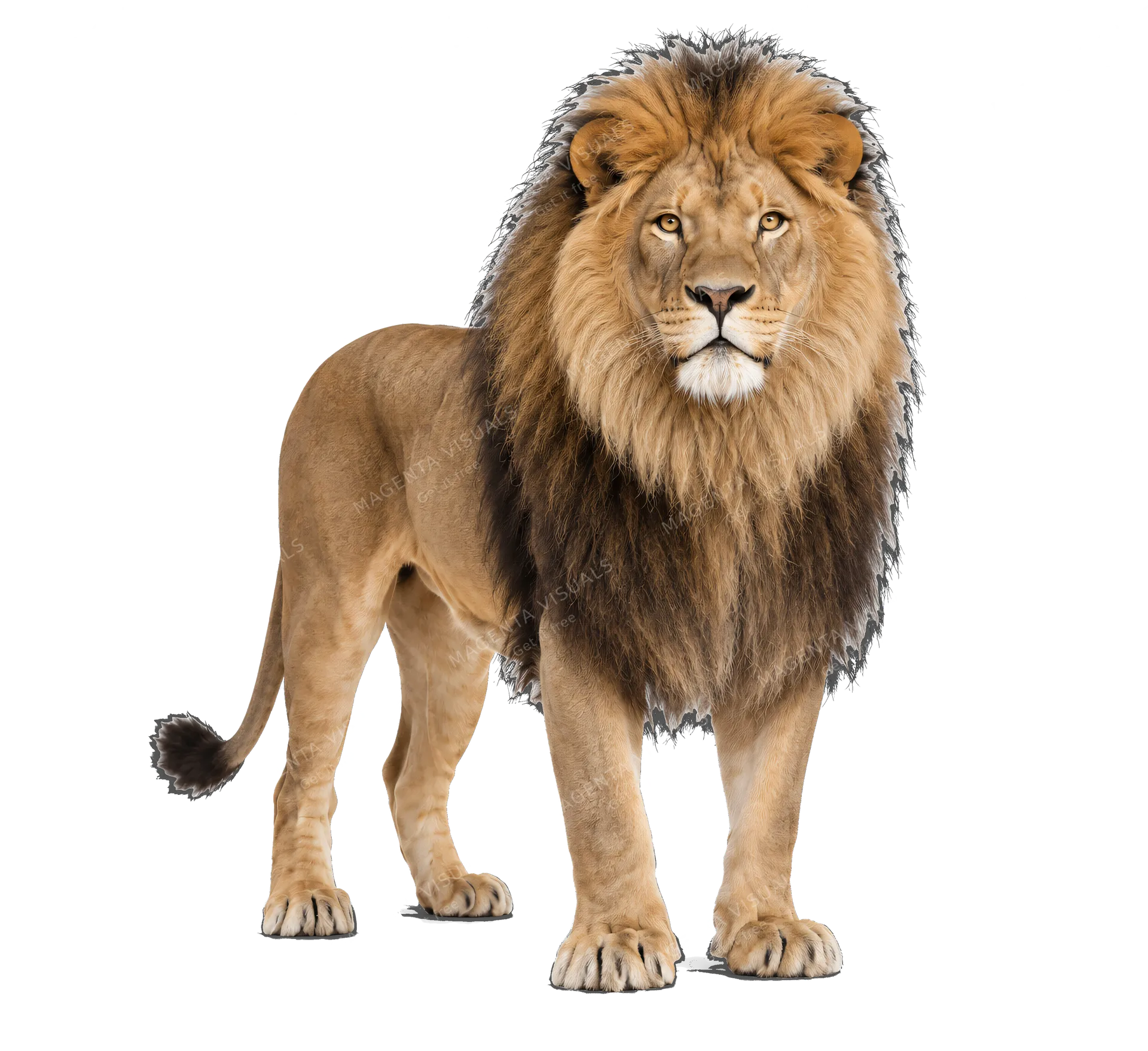 4K transparent cutout of product photography of a single majestic adult male lion with a full mane, isolated object, entire animal visible, centered in frame, standing naturally, pure white background, se…