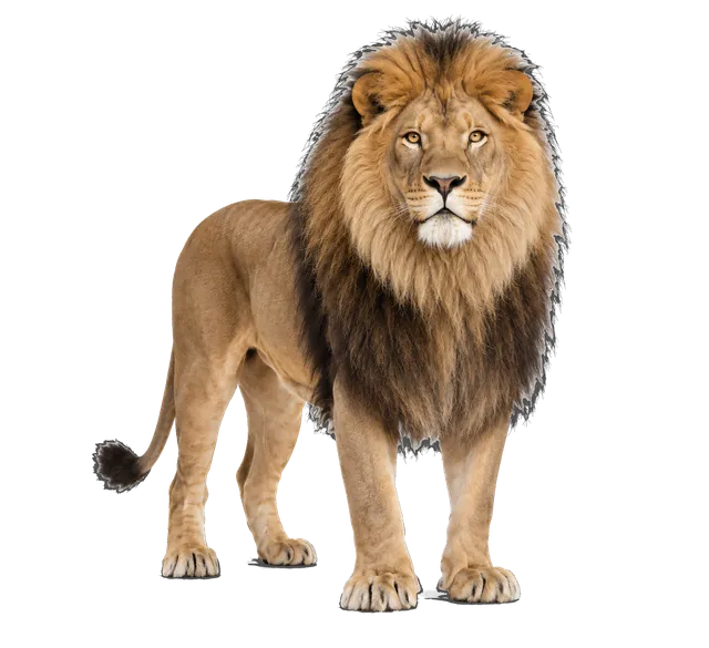 4K transparent cutout of product photography of a single majestic adult male lion with a full mane, isolated object, entire animal visible, centered in frame, standing naturally, pure white background, se…