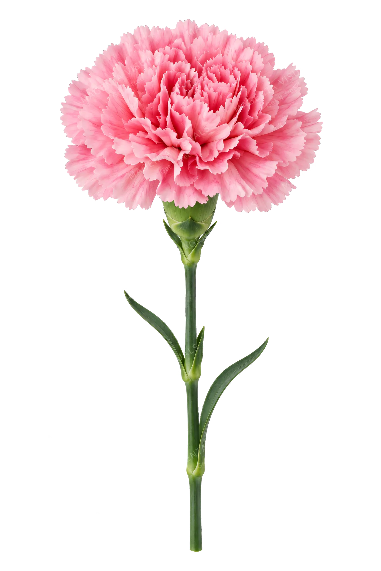 4K transparent cutout of product photography of a single pink carnation in full bloom with ruffled petals and a green stem, isolated object, entire subject visible, centered in frame, pure white backgroun…