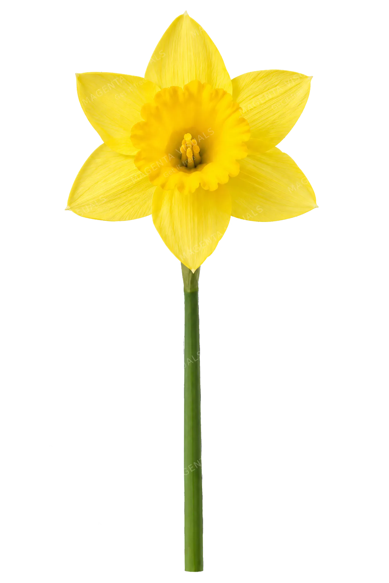 4K transparent cutout of product photography of a single bright yellow daffodil with a trumpet-shaped central corona and star-shaped outer petals on a single green stem, isolated object, entire subject vi…