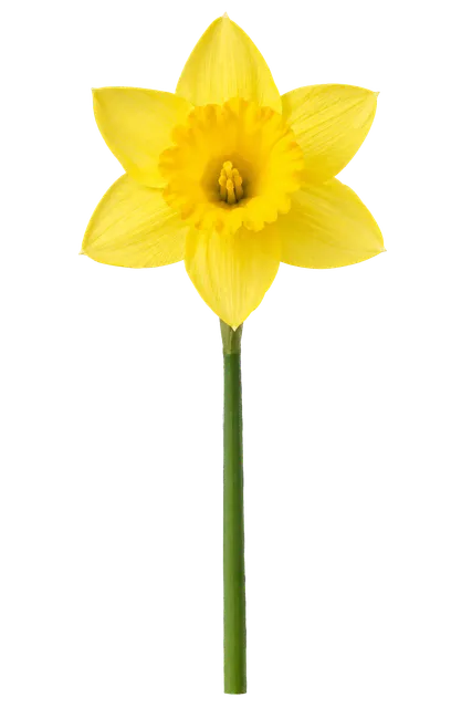 4K transparent cutout of product photography of a single bright yellow daffodil with a trumpet-shaped central corona and star-shaped outer petals on a single green stem, isolated object, entire subject vi…