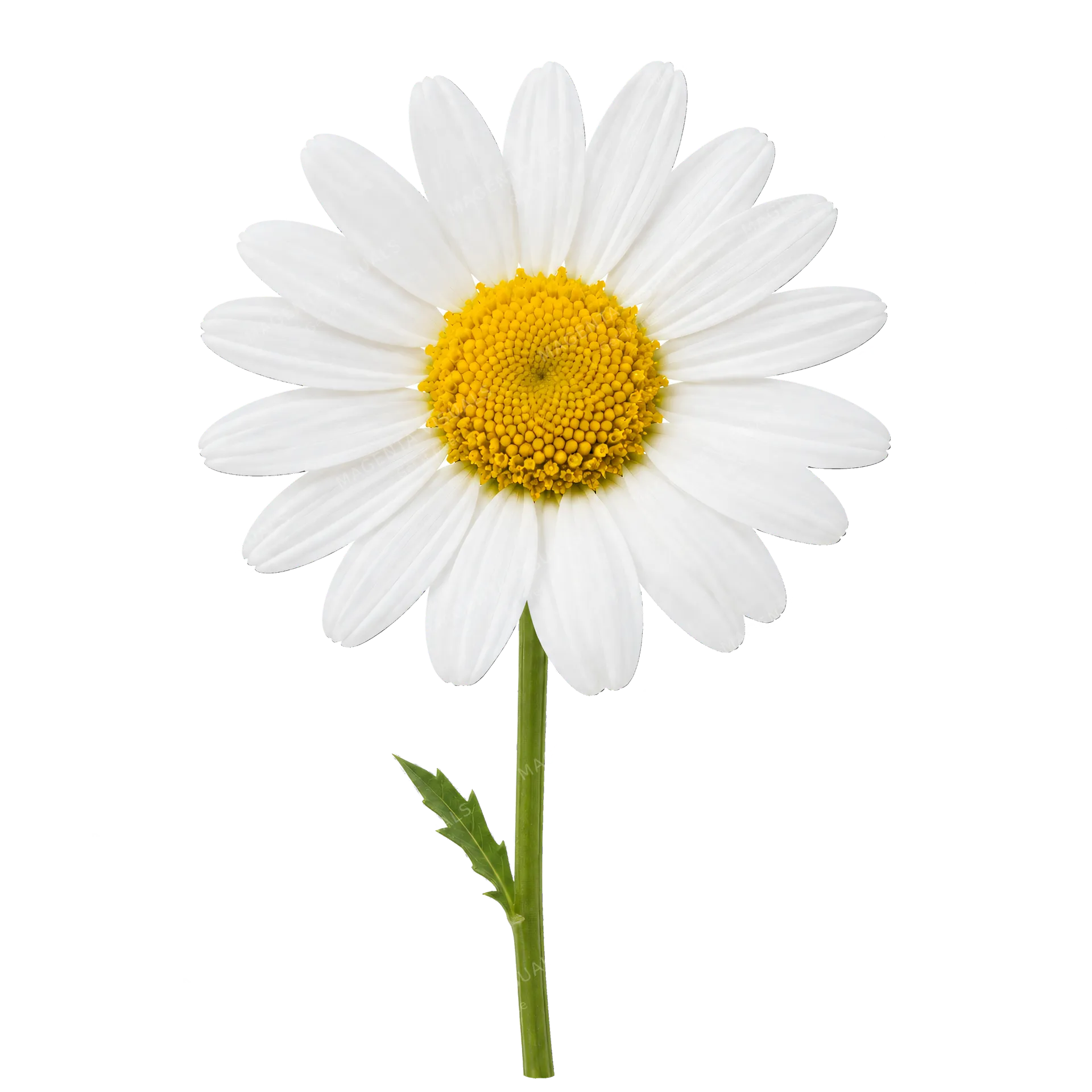4K transparent cutout of product photography of a single daisy with delicate white petals and a bright yellow center, isolated object, entire subject visible, centered in frame, pure white background, sea…