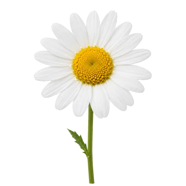 4K transparent cutout of product photography of a single daisy with delicate white petals and a bright yellow center, isolated object, entire subject visible, centered in frame, pure white background, sea…