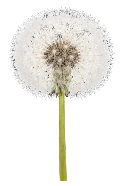 4K transparent cutout of product photography of a single fluffy white dandelion seed head with delicate pappus parachute seeds, isolated object, entire subject visible, centered in frame, pure white backg…